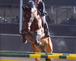 Springpferd Golden Tree's Impressief (Belgisches Warmblut, 2008, von Boris van het Kluizebos)