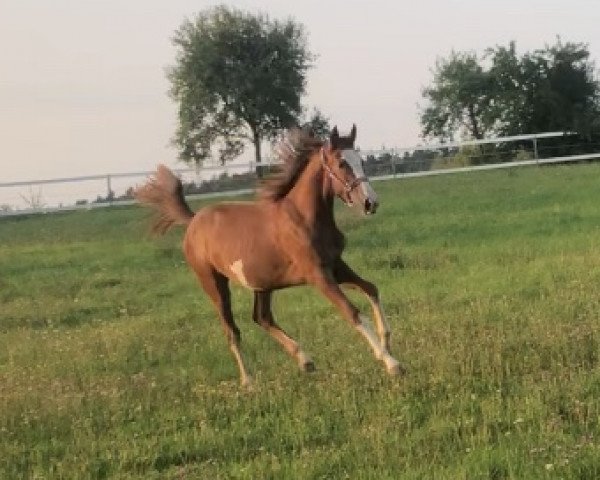 jumper Bijou Coloré (Hanoverian, 2018, from Balou Peggio)