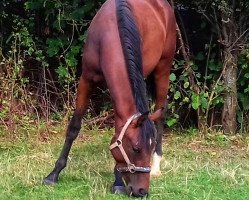 dressage horse Baleos (Hanoverian, 2018, from Buckingham)