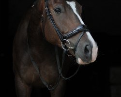 dressage horse Trust me Twister (Oldenburg, 2013, from Tailormade Temptation)