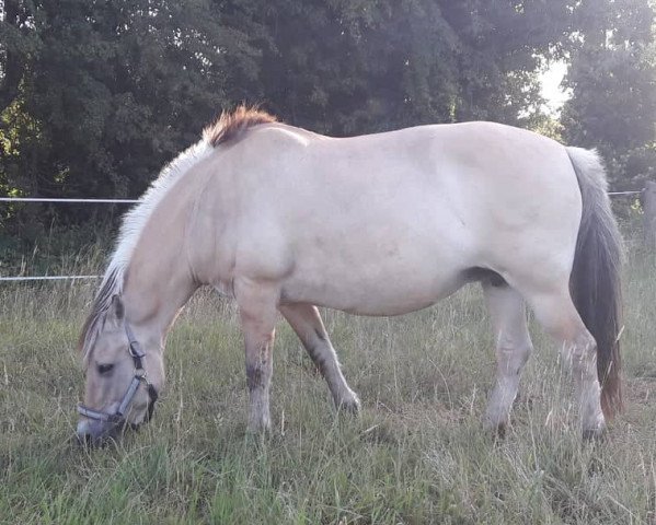 broodmare Desiree (Fjord Horse, 2000, from Jokke)