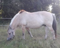 broodmare Desiree (Fjord Horse, 2000, from Jokke)