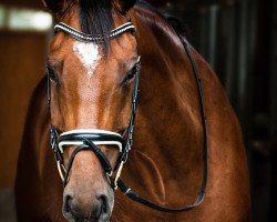 dressage horse Chameur 139 (Hanoverian, 2009, from Contendros Bube)