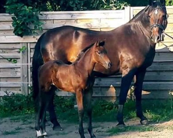 broodmare Madita (Hanoverian, 1999, from Metternich)