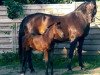 broodmare Madita (Hanoverian, 1999, from Metternich)