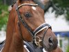 dressage horse Rock it Laurie (Westphalian, 2015, from Rock Amour)