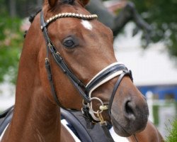 dressage horse Rock it Laurie (Westphalian, 2015, from Rock Amour)