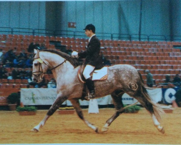 stallion Imperi II (Pura Raza Espanola (PRE), 1989, from Macanuo)