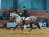 stallion Imperi II (Pura Raza Espanola (PRE), 1989, from Macanuo)