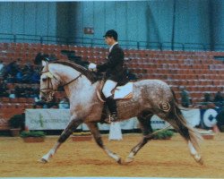 stallion Imperi II (Pura Raza Espanola (PRE), 1989, from Macanuo)