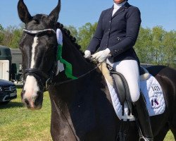 dressage horse K.C. Danzador (Rheinländer, 2014, from San Amour I)