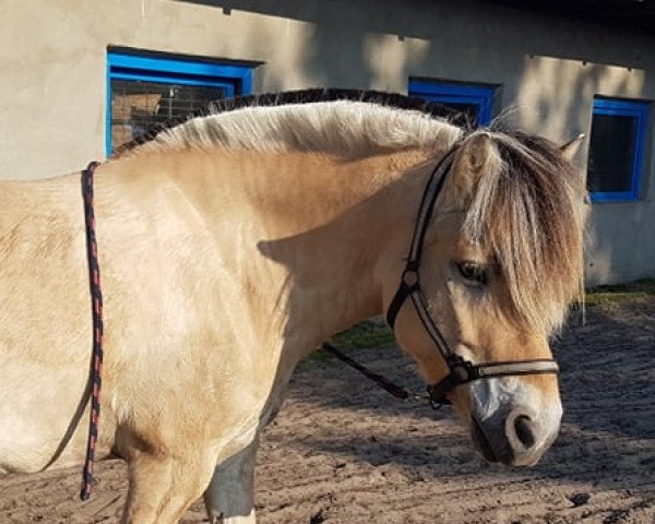 Pferd Vester-Linderup Niki (Fjordpferd, 2012, von Trollfin)