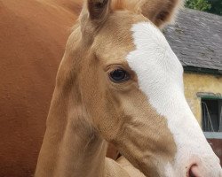 Pferd Kassiopeia (Trakehner, 2019, von Grand Marnier)