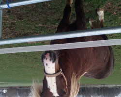 horse Hengst von Maurus, Mauro vom Lenzenhof (Black Forest Horse, 2016, from Maurus)