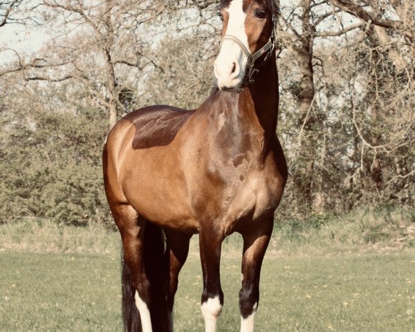 Pferd Uccello (KWPN (Niederländisches Warmblut), 2001, von Patijn)