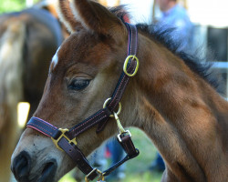 Springpferd Amazing Girl DJ (Westfale, 2019, von A kind of Magic 5)