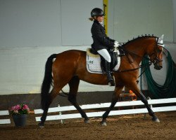 Zuchtstute Chicca Golden de Luxe (Rheinisch-Deutsches Kaltblut, 2009, von FS Champion de Luxe)