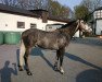 Springpferd Jack (Deutsches Reitpony, 2011, von Pink Floyd)