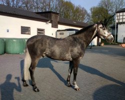 jumper Jack (German Riding Pony, 2011, from Pink Floyd)