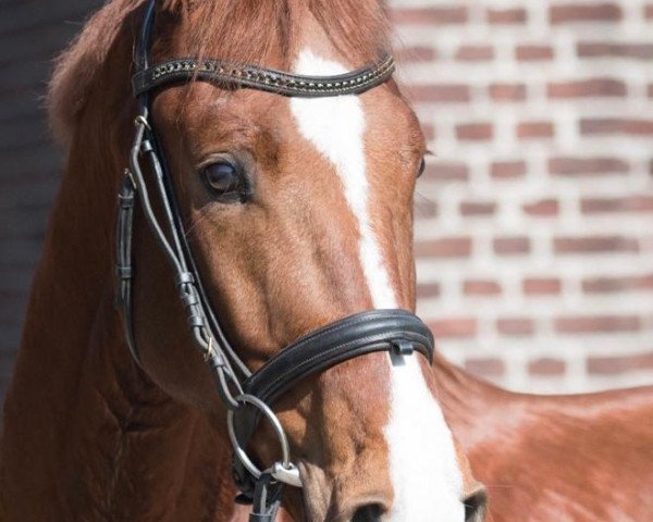 dressage horse Red Chilli (Hanoverian, 2015, from Blue Hors First Choice)