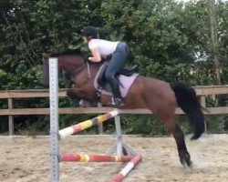 broodmare Destiny 231 (Westphalian, 2008, from Der feine Lord AT)
