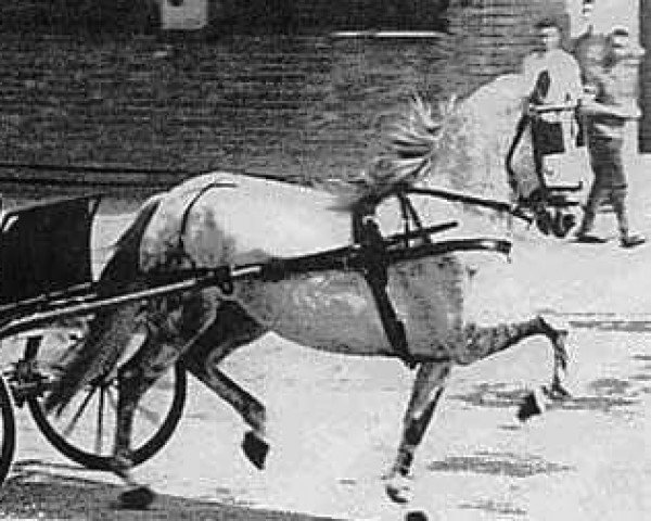 broodmare Gorrona (Pura Raza Espanola (PRE), 1940, from Favorito)