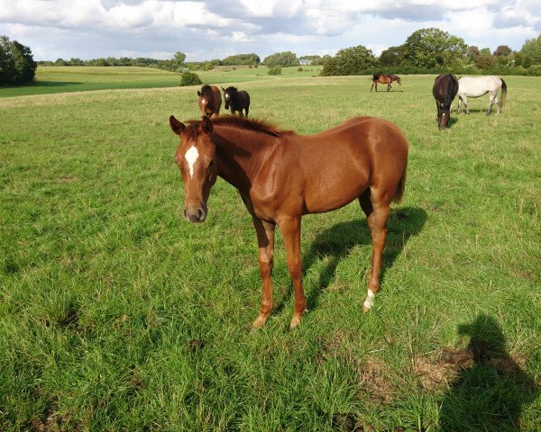 jumper Cascada B 4 (Oldenburg show jumper, 2018, from Comme il Faut)