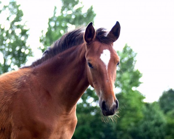 Springpferd Ca va bien (Oldenburger Springpferd, 2018, von Comme il Faut)