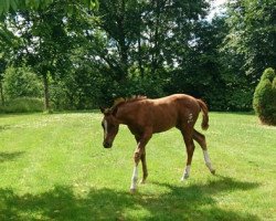 Springpferd Sandera (Oldenburger Springpferd, 2017, von Sandro Boy)