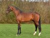 dressage horse Tophojs Falchetto (Danish Warmblood, 2016, from Fuechtels Floriscount OLD)