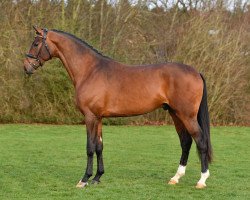 dressage horse Tophojs Falchetto (Danish Warmblood, 2016, from Fuechtels Floriscount OLD)