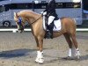 Dressurpferd G-Star (Deutsches Reitpony, 2007, von FS Golden Highlight)