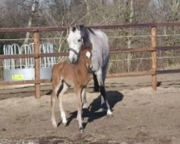 broodmare Glamour by Wisbecq (Belgium Sporthorse, 2012, from Indoctro)