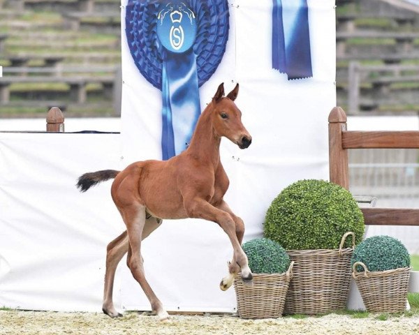 Springpferd Diamant du Moulin (Oldenburger Springpferd, 2019, von Diamant de Semilly)