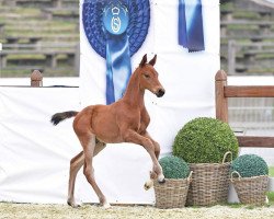 jumper Diamant du Moulin (Oldenburg show jumper, 2019, from Diamant de Semilly)