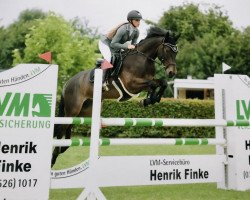 jumper Bonito 412 (German Riding Pony, 2011, from Bon Jovi)