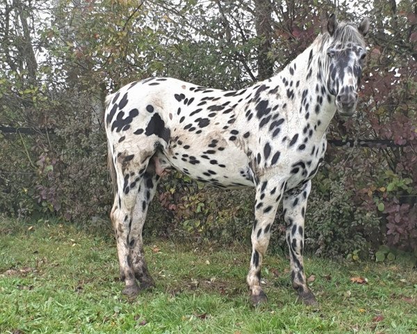 horse Raffelsbrander Dreamboy (Knabstrupper, 2016, from EH, LH Thorgal von Eiderstedt)