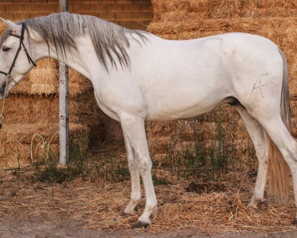 Pferd SOBERANO (Lusitano, 2015)