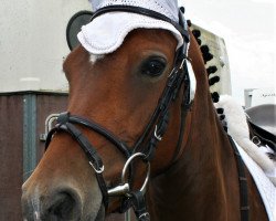 jumper Holly Golightly 24 (German Riding Pony, 2014, from Haddaway 2)