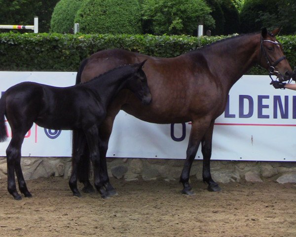 broodmare Charisme du moulin (Oldenburg show jumper, 2019, from Comme il Faut)