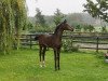 dressage horse Stute von Zoom / Rohdiamant (Oldenburg, 2019, from Zoom 8)