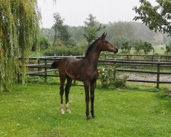 dressage horse Stute von Zoom / Rohdiamant (Oldenburg, 2019, from Zoom)