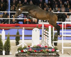 jumper Cordesso (Oldenburg show jumper, 2016, from Cordess 2)