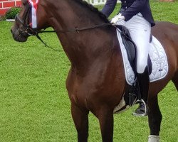 dressage horse Fleur 422 (Rheinländer, 2006, from Flovino)