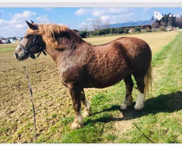 broodmare Lotte (South German draft horse, 2010, from Vanmur)