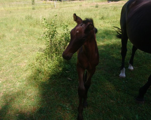 jumper Crescendo B (German Warmblood, 2019, from Cheetano)