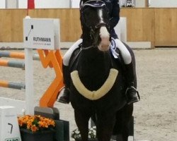 jumper Centurion 9 (Trakehner, 2004, from Elpar xx)