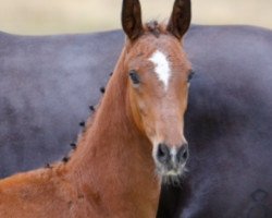 horse Bonds Royal II (Oldenburger, 2019, from Bonds)