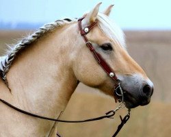 Pferd Dorian (Fjordpferd, 2003, von Dylan)