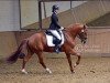 dressage horse Fuego 153 (Lusitano, 2010, from Alcaide)